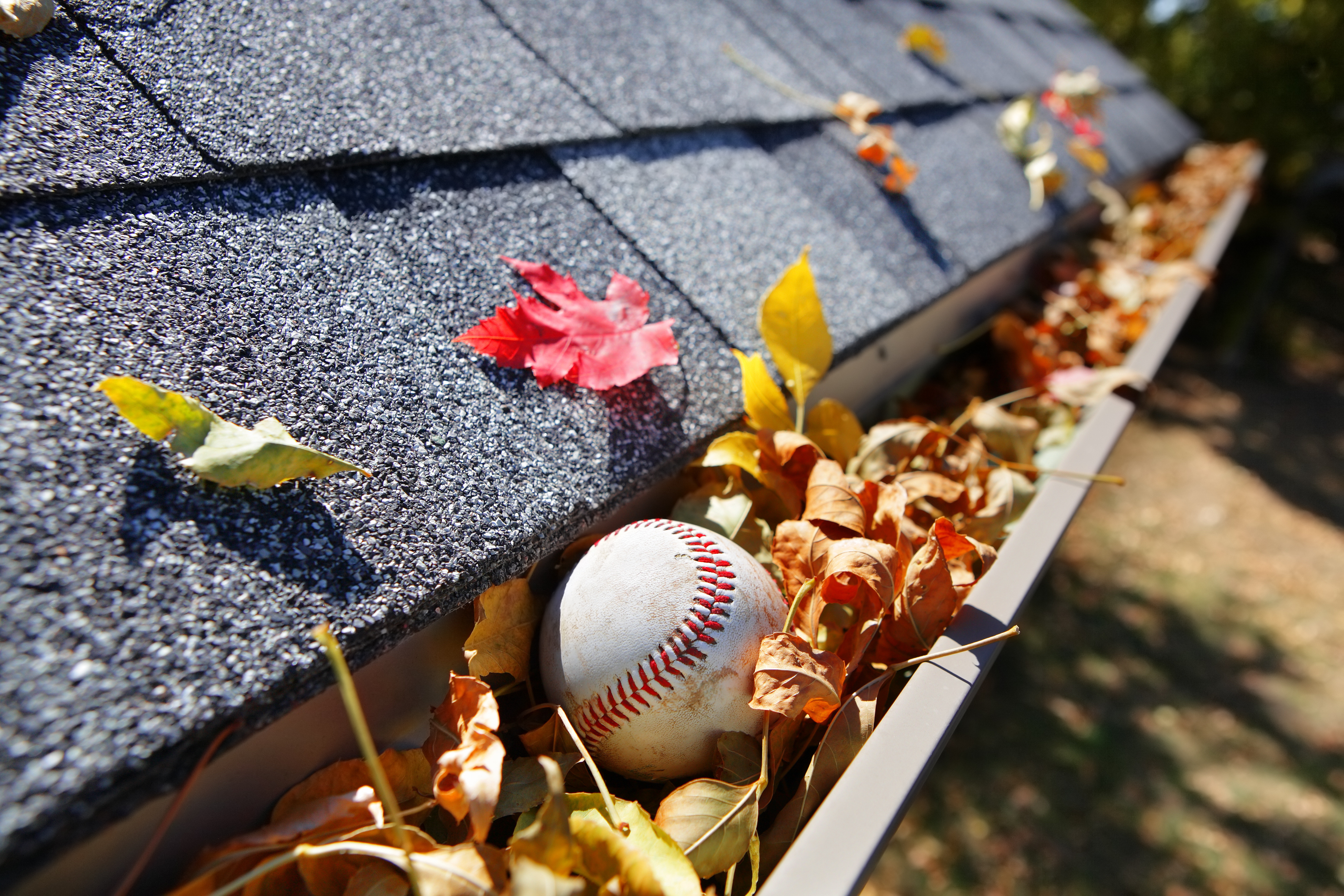 A gutter filled with dried leaves and a baseball.