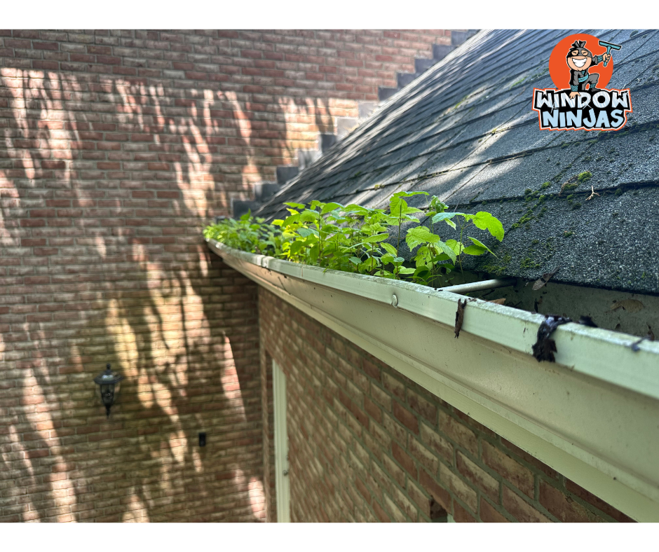 grow plants need clean gutters