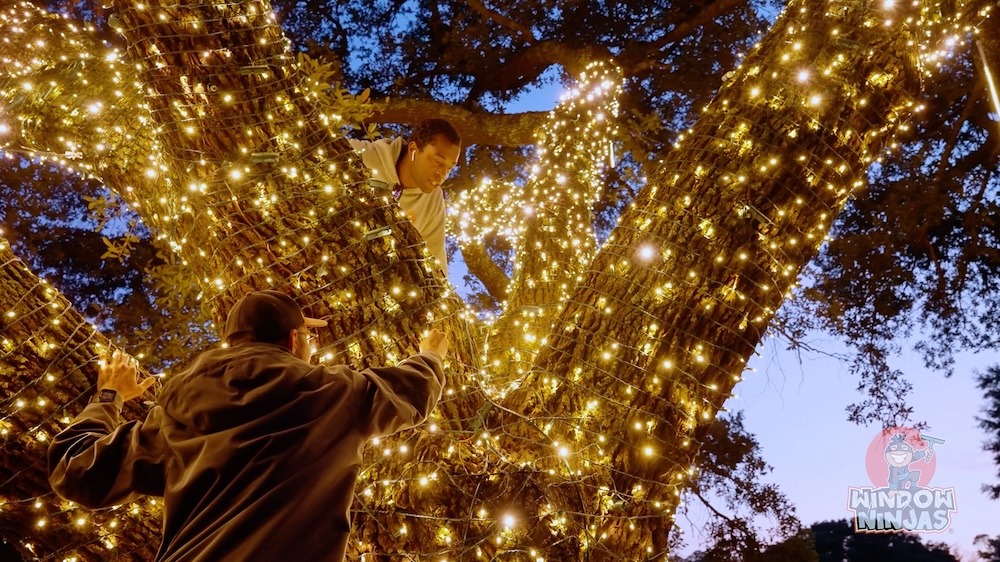 full tree with holiday lights by window ninjas