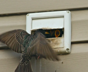 birds in an exterior dryer vent