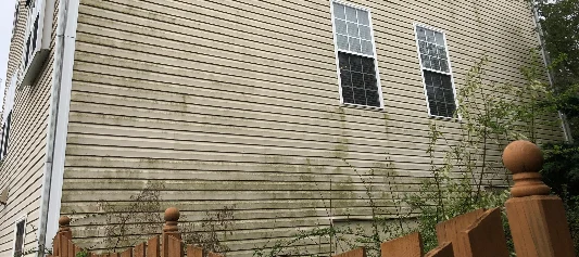 How to Get Rid of the Green Stuff on My House