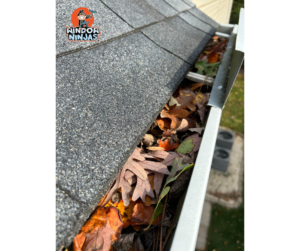 Improve Your Home's Exterior with Gutter Cleaning Plants and Pests Gutters