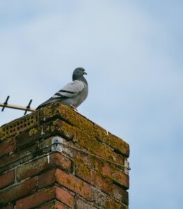 bird on top of chimney